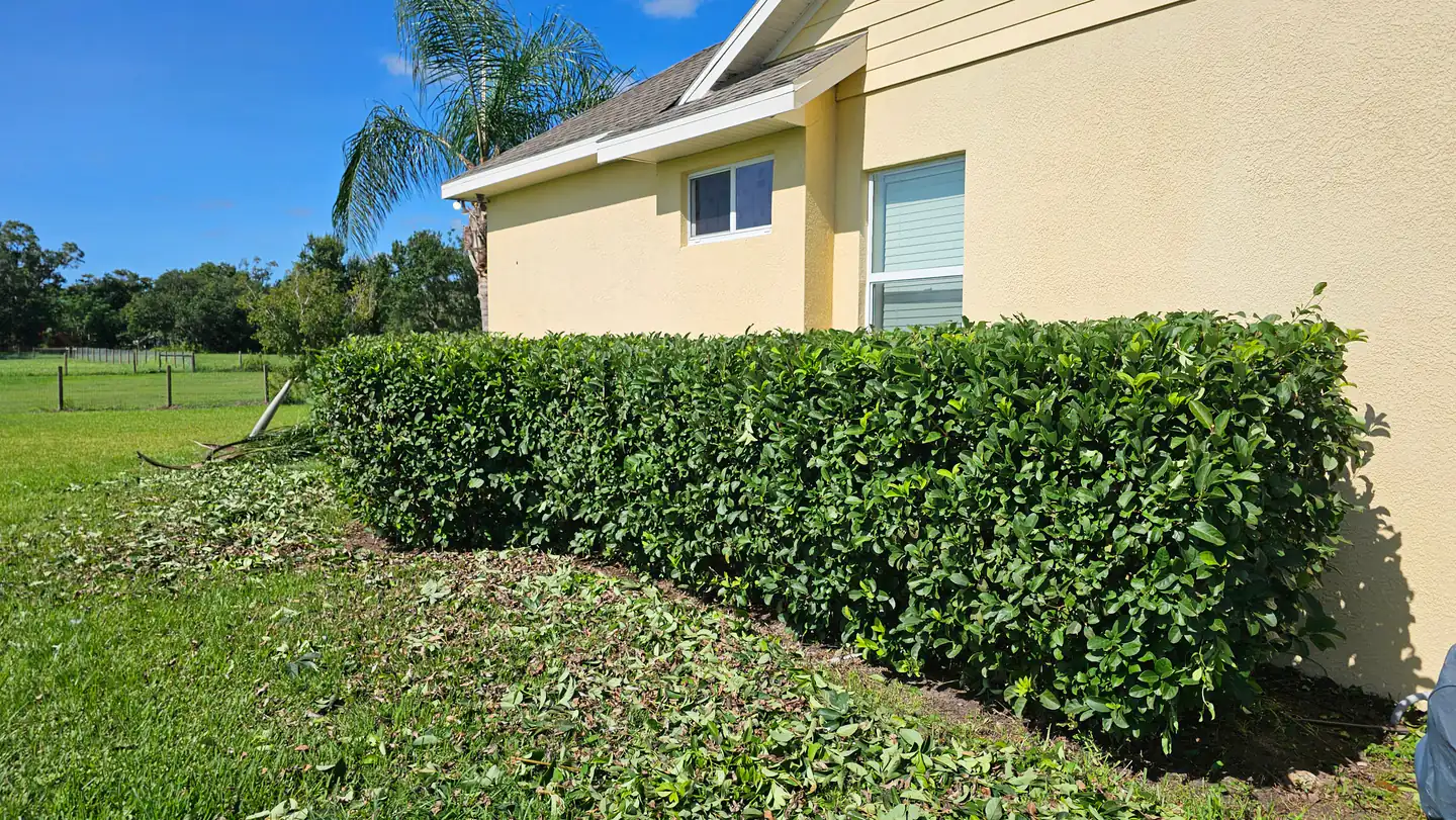 A long clipped hedge running the length of a house wall beside a freshly mown and edged lawn, with clean mulch beds at the base