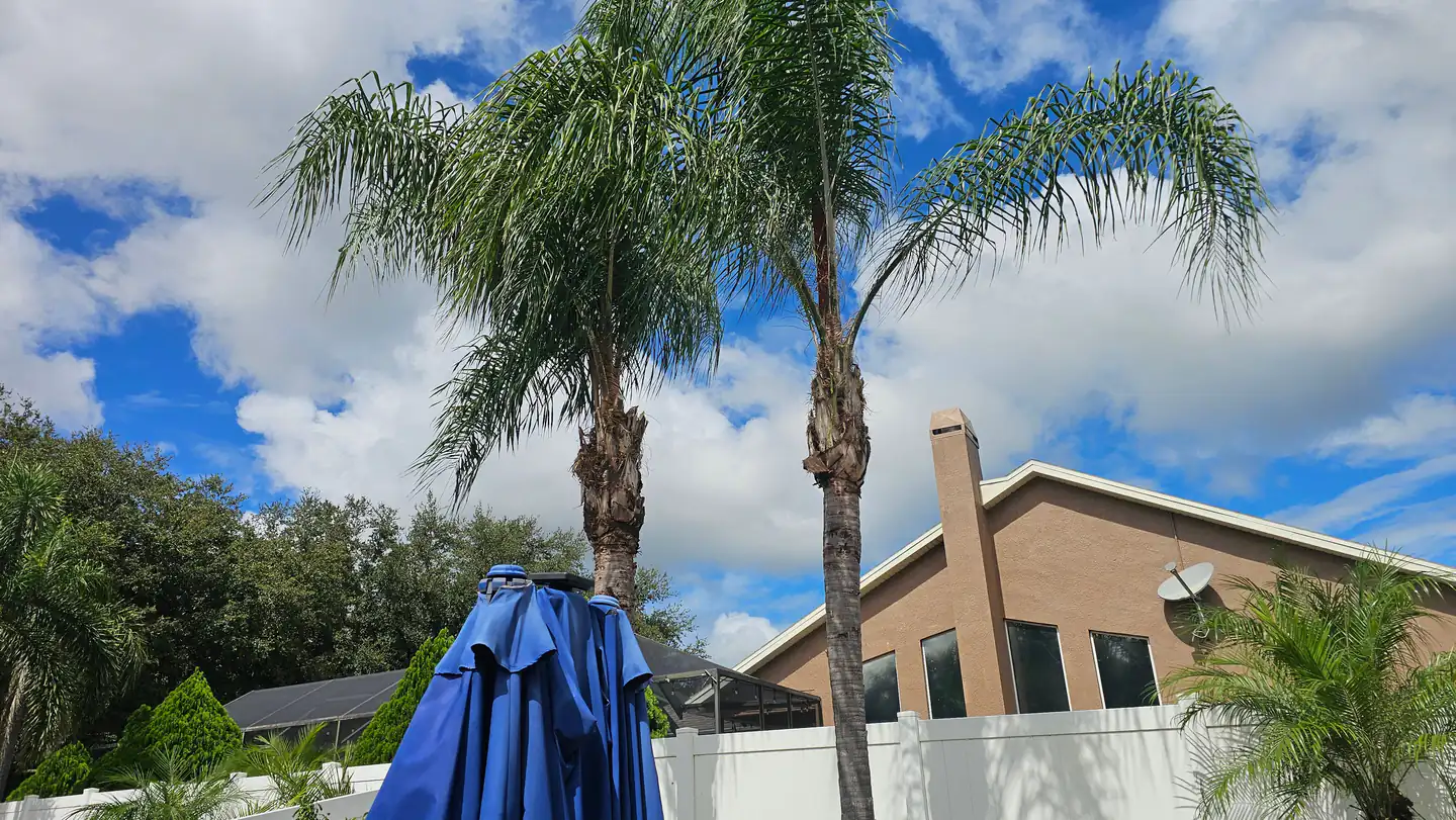 Two mature queen palms with full canopies standing against an open blue sky above a tile-roofed house